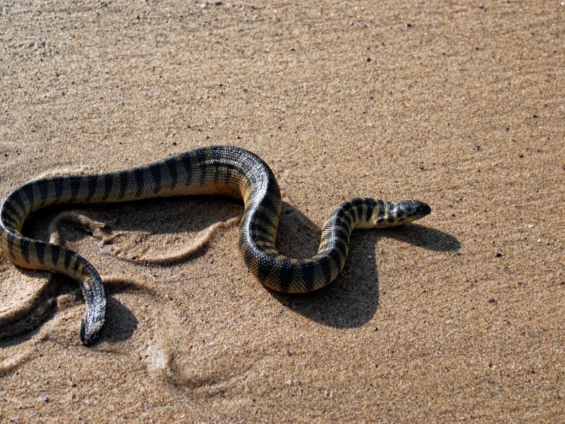Hyrophis curtus sea snake credit Satish Parashar